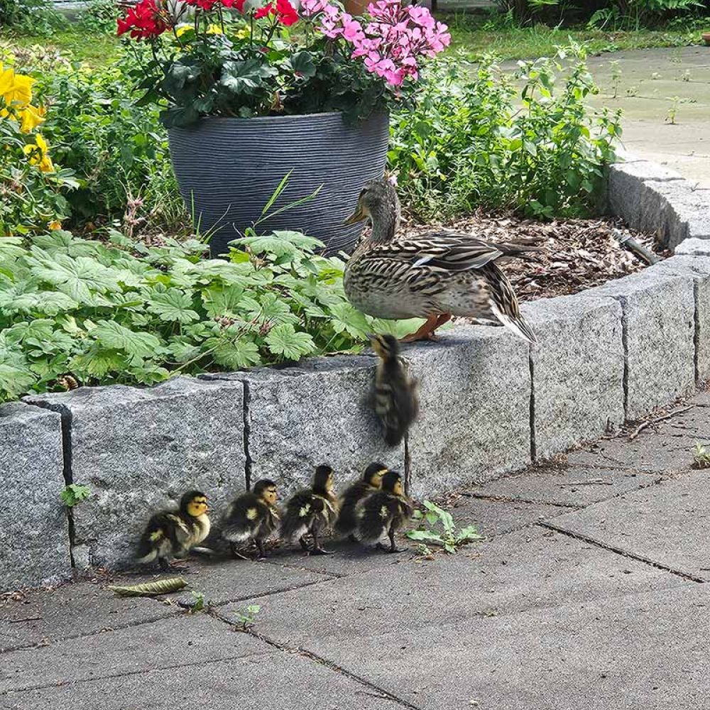 entenfamilie03.jpg